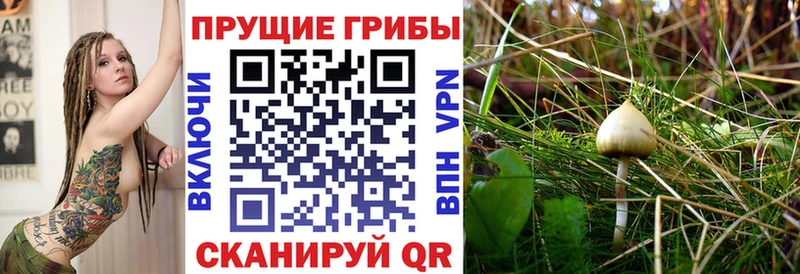 Псилоцибиновые грибы Psilocybe Купить закладки Орлов
